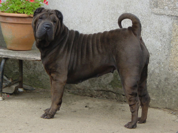 CH. Si noire Manoir de kerlessy
