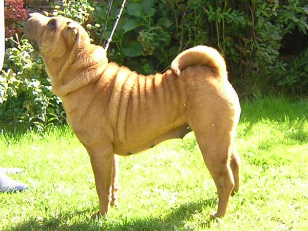 CH. Dao shao Magnolia