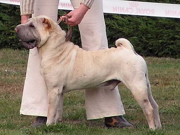 CH. Uderzo Manoir de kerlessy