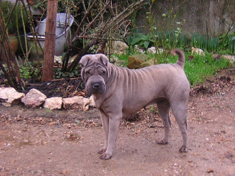 CH. Teiwane (Sans Affixe)