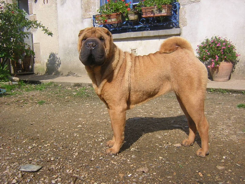 Adja,dite aglaé Manoir de kerlessy