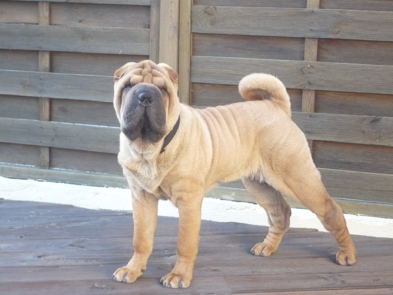 Enzo Manoir de kerlessy
