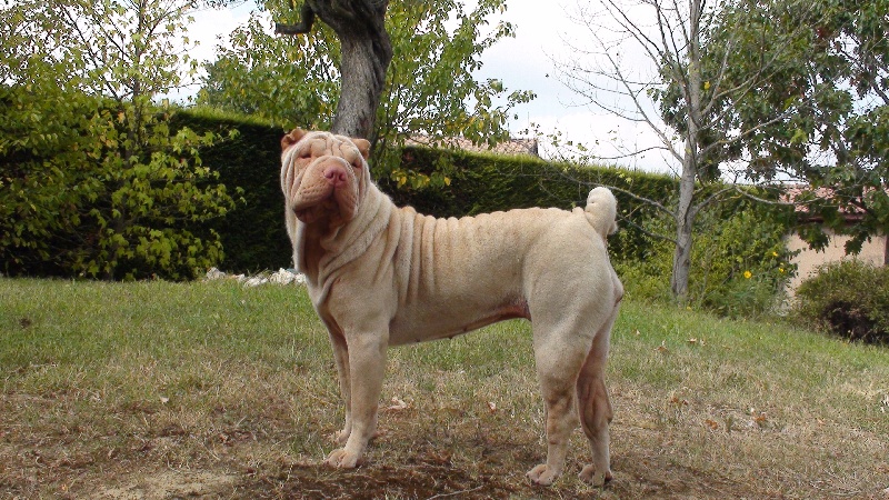Divine Manoir de kerlessy