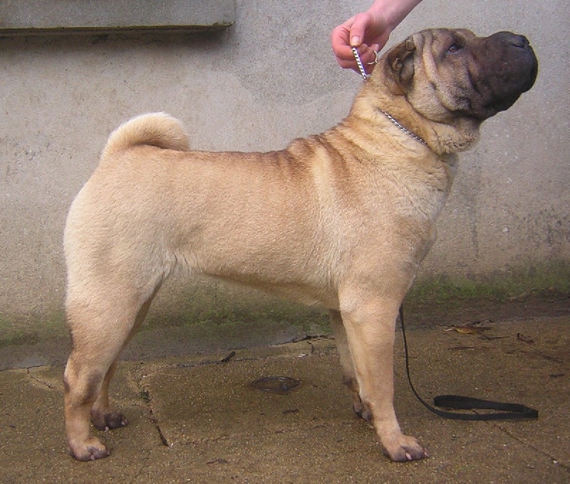 Ermine breiz'h Manoir de kerlessy