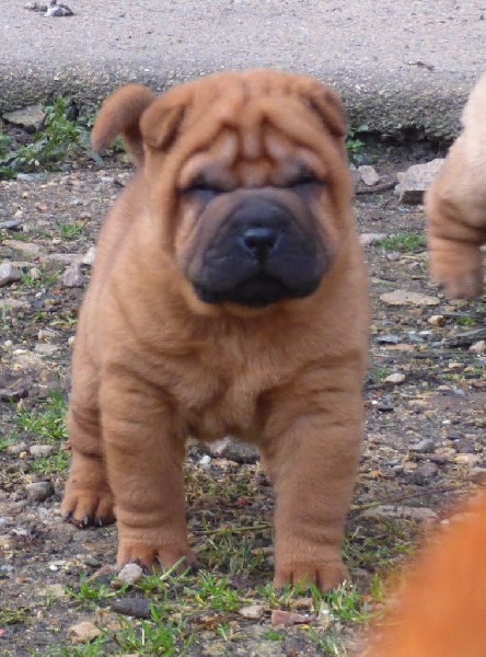 Manoir de kerlessy - Chiots disponibles - Shar Pei